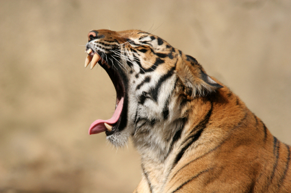 Yawning Tiger at Cincinnati Zoo Cincinnati Ohio USA